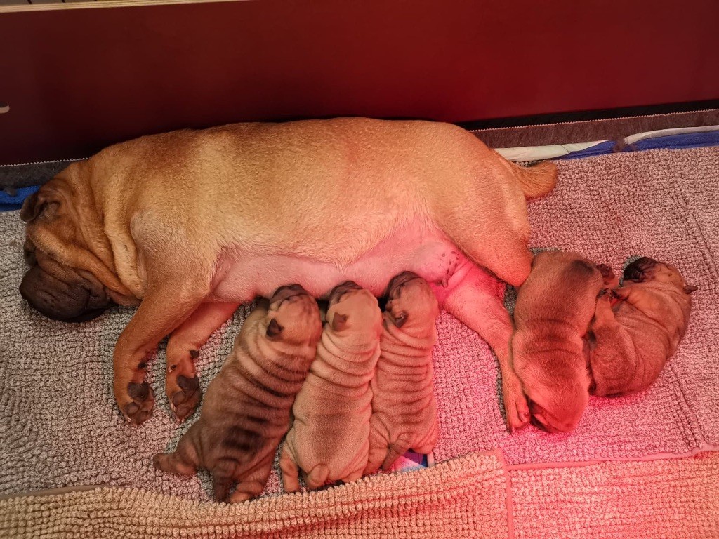 Inner Pei’s - Shar Pei - Portée née le 23/01/2020