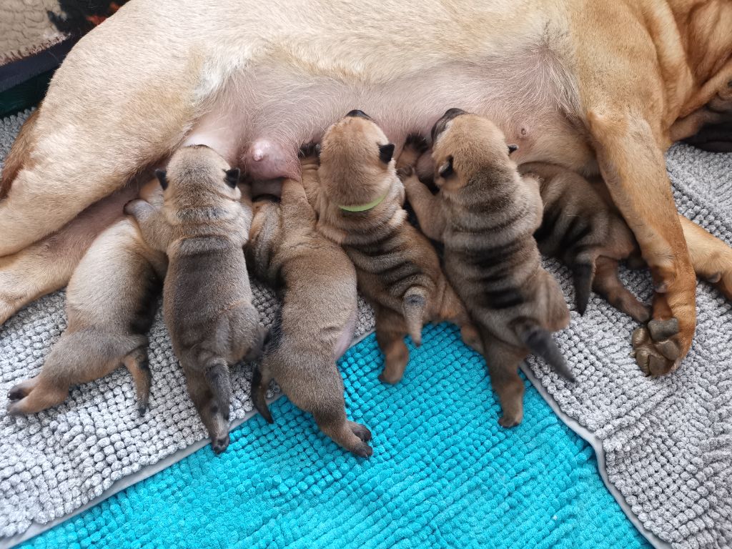 Inner Pei’s - Shar Pei - Portée née le 28/02/2021