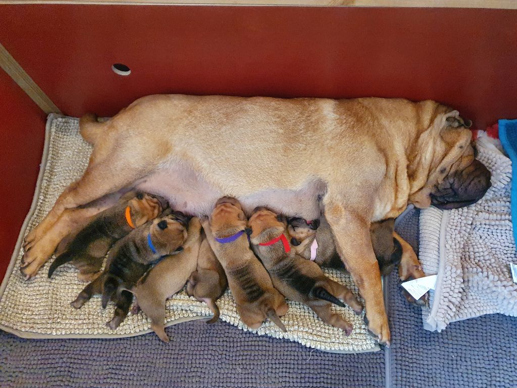 chiot Shar Pei Inner Pei’s