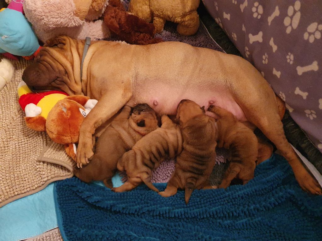 Chiot Shar Pei Inner Pei’s